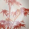 Qing Dynasty Yongzheng Period Coral Red Background Gold Painting Bamboo Peace Award Plate - Image 4